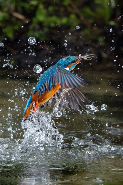Ein Eisvogel (Alcedo atthis) bricht aus der Wasseroberfläche eines Flusses nach oben aus. Die Flügel sind weit ausgebreitet, Wassertropfen und Spritzer umgeben den Vogel. Im Schnabel hält er einen kleinen Fisch. Das Gefieder zeigt kräftiges Blau am Rücken und Orange an der Unterseite, der Hintergrund ist unscharf und grünlich-dunkel.