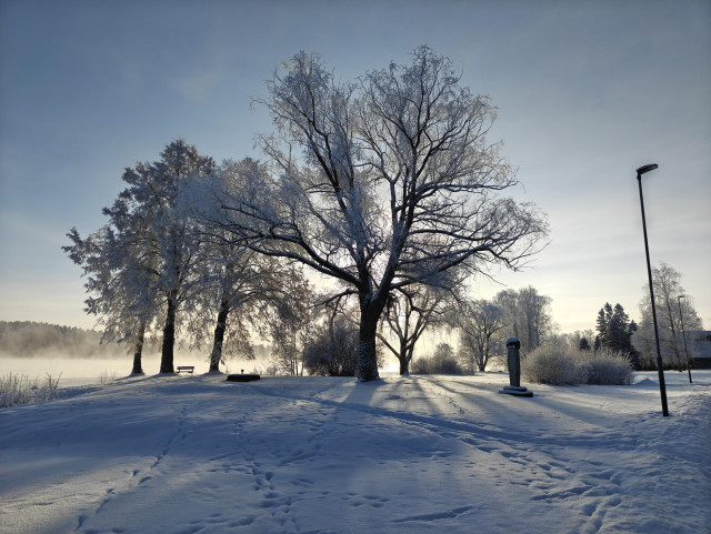 Huurteisia puita Vuoksen varressa