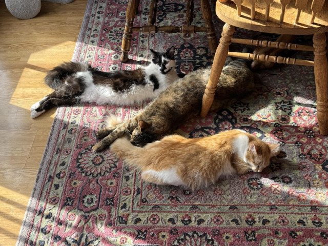 Three cats are stretched out lazily on a sunny patch of an oriental rug.