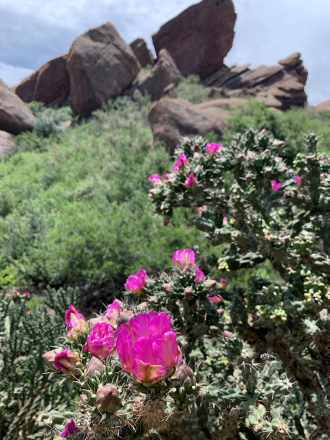 Close-up of cactus with bright pink flowers in bloom, set against green shrubs and large red rock formations under a partly cloudy sky.
