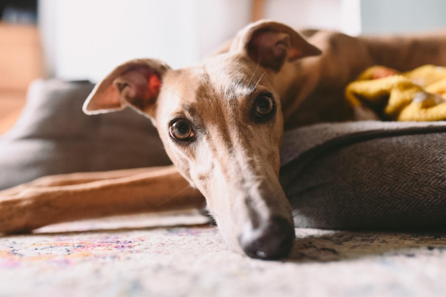 Sandy coloured greyhound in her bed 