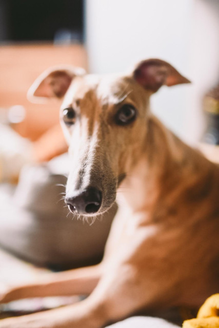 Out of focus portrait of a sandy coloured greyhound 
