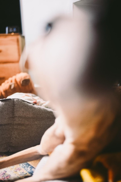 Out of focus snoot of a greyhound 