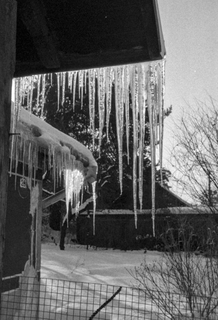 A black-and-white photograph of a winter scene. Long, sharp icicles hang from the edge of a roof, catching the pale light and forming a fragile, crystalline curtain. Below them, snow blankets the ground and nearby structures, while bare tree branches rise against a soft, overcast sky. The grainy texture adds a quiet, cold atmosphere, emphasizing stillness, frost, and the passage of time.