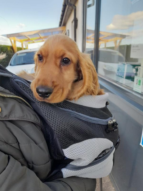 A golden cocker spaniel puppy making his first visit to the vet for his shots. He is being carried and only his head is poking out from his little papoose.