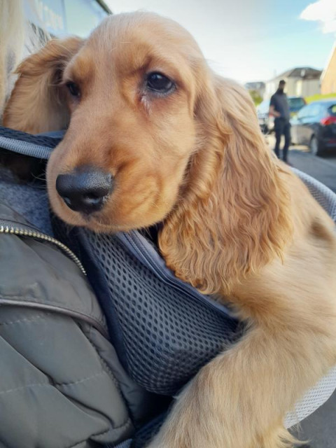 A golden cocker spaniel puppy making his first visit to the vet for his shots. He is being carried and his head and one front paw are poking out from his little papoose.
