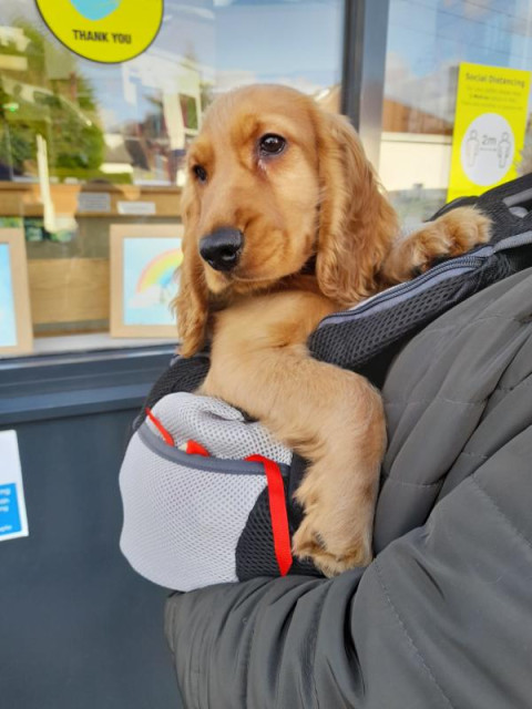 A golden cocker spaniel puppy making his first visit to the vet for his shots. He is being carried and his head and both front paws are poking out from his little papoose.
