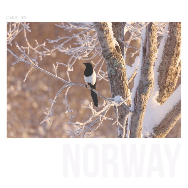 Magpie in a tree, in the snow on a very chilly morning.