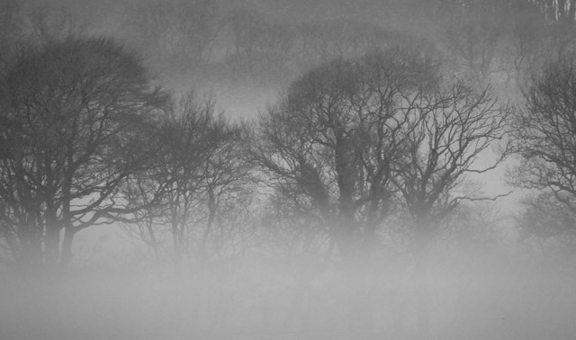 Black and white photo of bare trees in the mist.