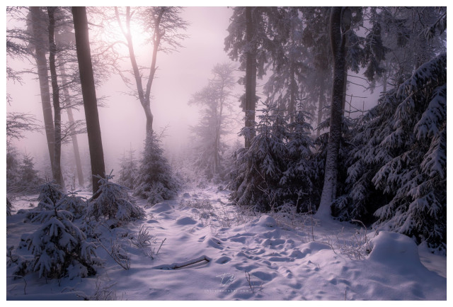 The low sun shines through the fog and bathes a snow-covered forest in soft light, creating a dreamy atmosphere.