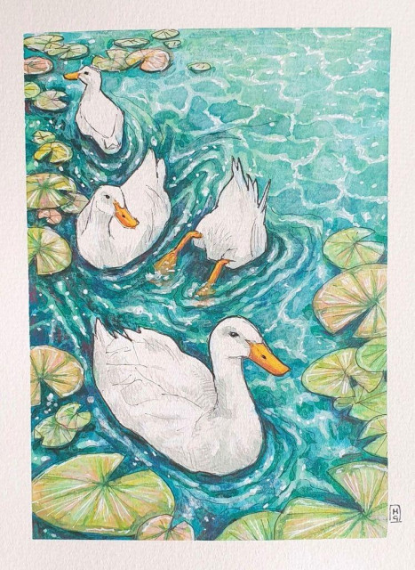 A painting of white ducks swimming on a pond with lily pads.
An original art work, please note that the frame is not included.
Watercolour and mixed media painting on acid free watercolour paper.
Approximately 6x8"(15.24 by 20.32 cm) will fit an 8x6" standard frame.