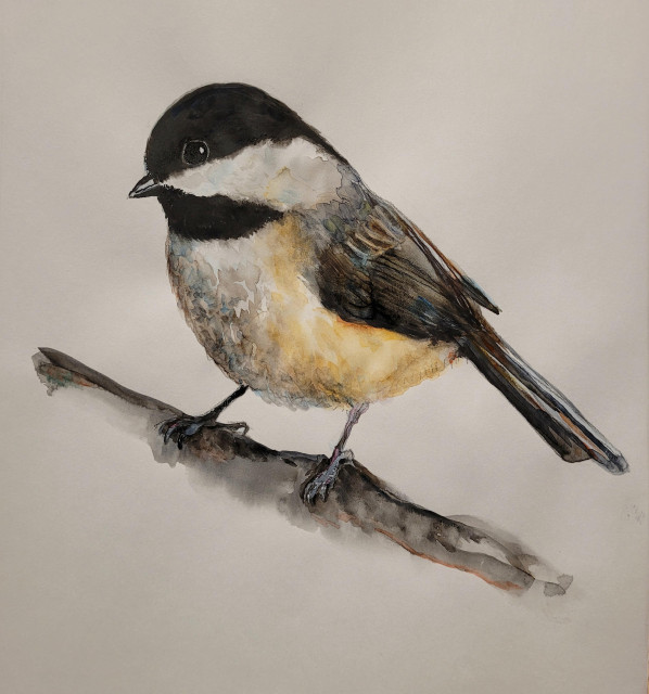 Watercolor of a Carolina chickadee bird. The head has a distinctive black and white pattern. The breast is buff colored and fluffy for winter. The wings are dark. The chickadee is standing on a branch that was suggested with just a couple strokes of the brush.