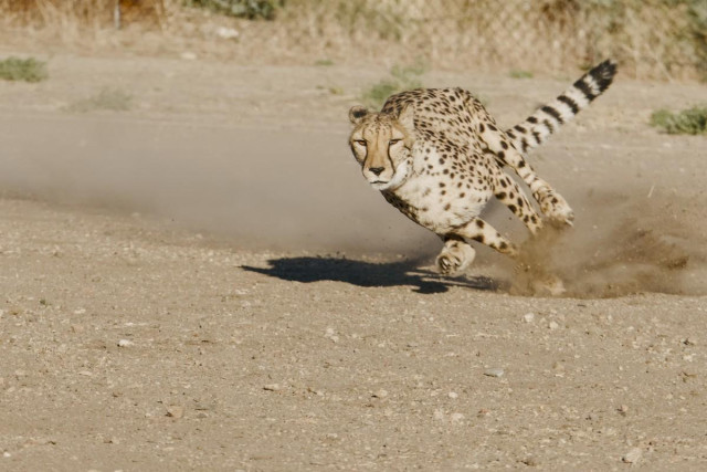 A color landscape photo of a large African cat running at full speed from the upper right toward the lower left. All four feet are off the ground. The front feet are rearward with the rear feet coming forward for the next stride. It's head is down and focused on something to the left of the frame. Its mouth is closed. The long tail is stretched out toward the upper right. The cat has spots and the tail is ringed with stripes. 