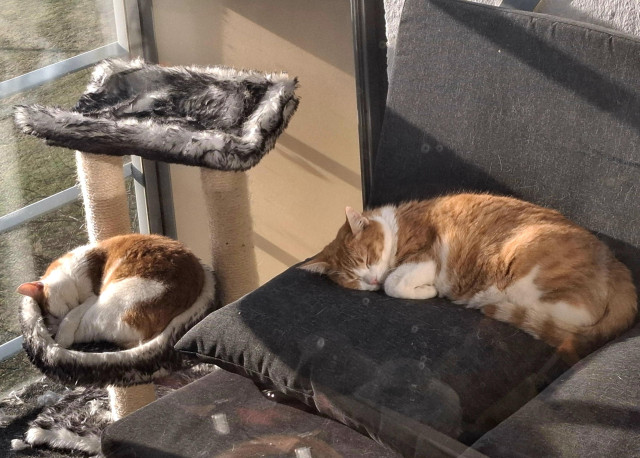 two orange cats on a sunlit balcony, one sleeping shrimp-style in a circular cat bed, and the other sleeping very contently on a small couch.