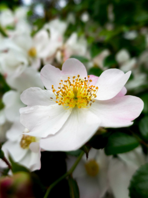 Photo of a flat white flower with wide petals and bright yellow stamens, against a blurred background of similar flowers and dark green leaves.