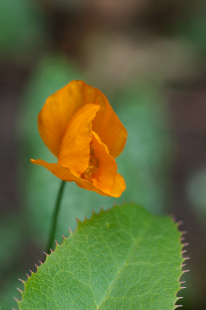 Photo of a somewhat closed orange flower with four large petals, hanging over a bright green leaf edged with spikes.