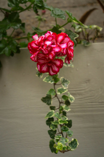 Photo of a bunch of flowers that have vivid dark pink-edged petals with paler centres. They stem from a vine or ivy of some sort that trails down behind them.