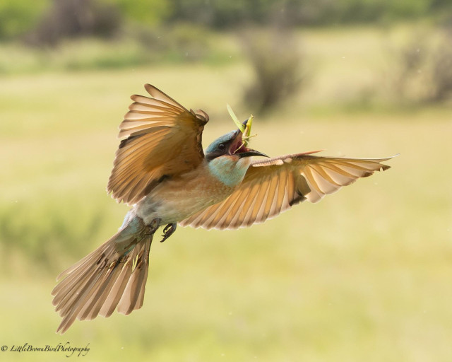 A young bee-eater, in flight - with a grasshopper just suspended in it's open beak - the grasshopper is now "head first" - the correct orientation to swallow!