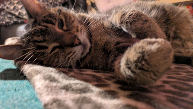 A tabby cat about to bop me