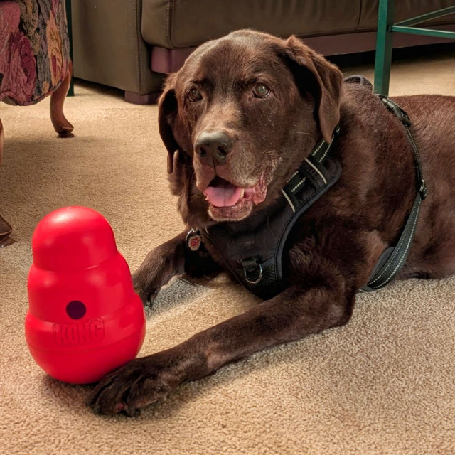 A chocolate lab is lying down with a Kong Wobbler next to his paw.