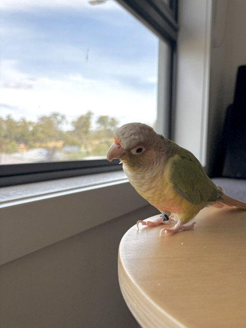 A yellow and green parrot on a timber stool. Looking out the window with his head tilted. Blue skies and trees in distance.