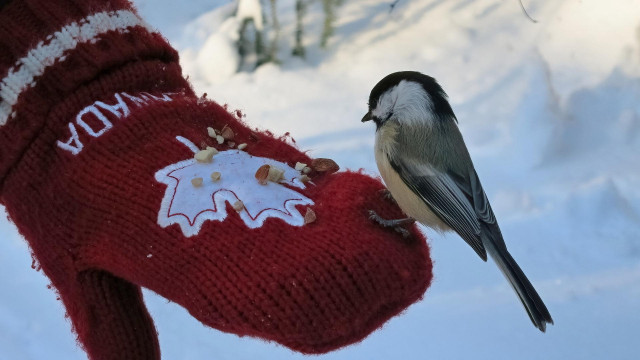 A small bird with white cheeks and a black cap landed on a red wool mitten to inspect the seeds on offer.
Snow in the background.