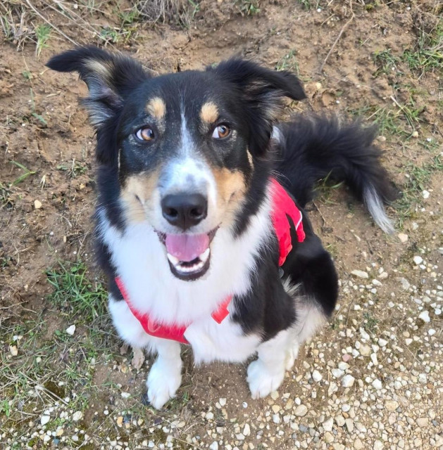 Border Collie sitting, smiling and peeking to her left.