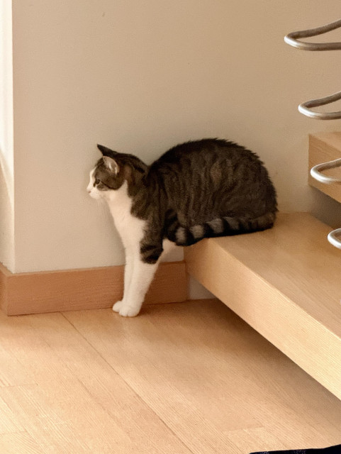 Tabby cat sitting on last step of stairs, while front half standing on the floor.  Cat being cat. 
