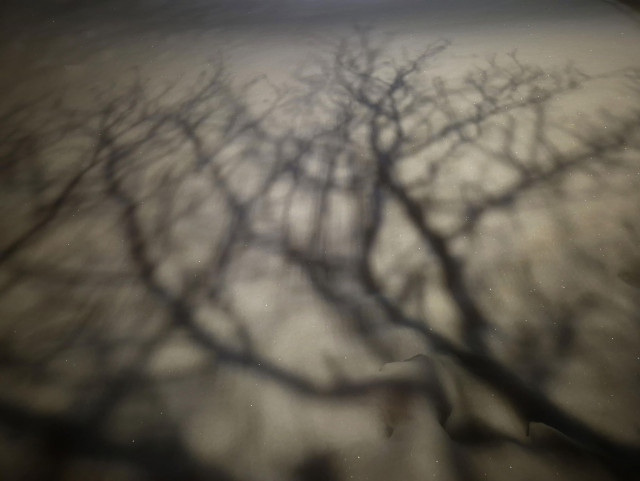 Shadows of intertwined branches on snow. The image is blurred because the branches were moving in the wind.