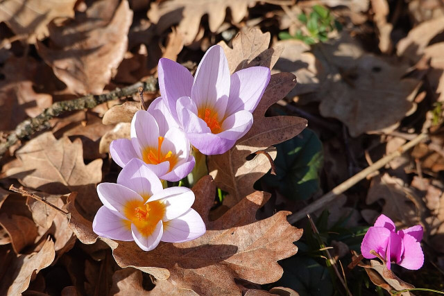 Gruppe von violetten Krokussen im Eichenlaub, rechts davon ein Alpenveilchen.