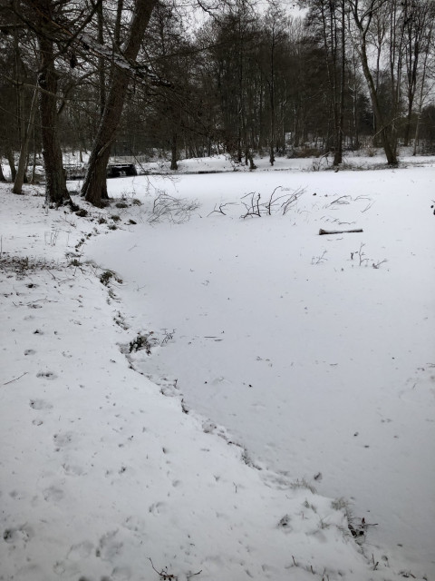 Die geschwungene Uferlinie am Teich nur ein schwach sichtbarer Streifen - Land und Eisfläche fas eine Höhe. Mehrere Äste ragen aus dem Eis. Waldstück am Bildrand oben.