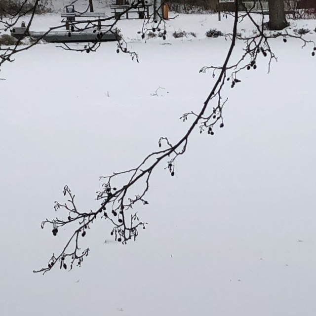 Ein Zweig mit kleinen rundlichen Zapfen, gebogen herabhängend quer vor der weißen Fläche des zugefrorenen Teiches. Am oberen Rand ist eine Bank und als Farbfleck ein oranger Mülleimer.