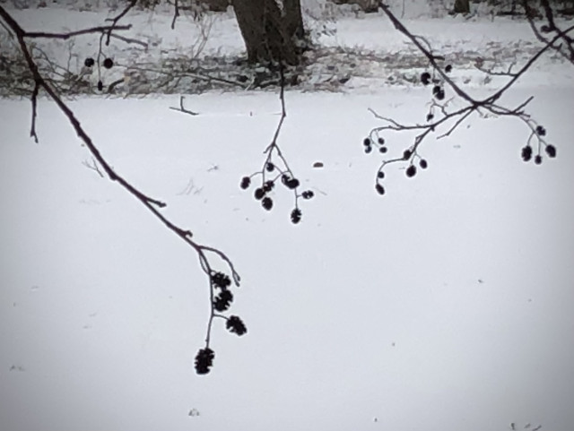 Näher herangezoomt einzelne dünne Zweige aus verschiedenen Richtungen. Oben am Rand schwach sichtba das Ufer gegenüber mit Stück von dickem Baum.in der Mitte.