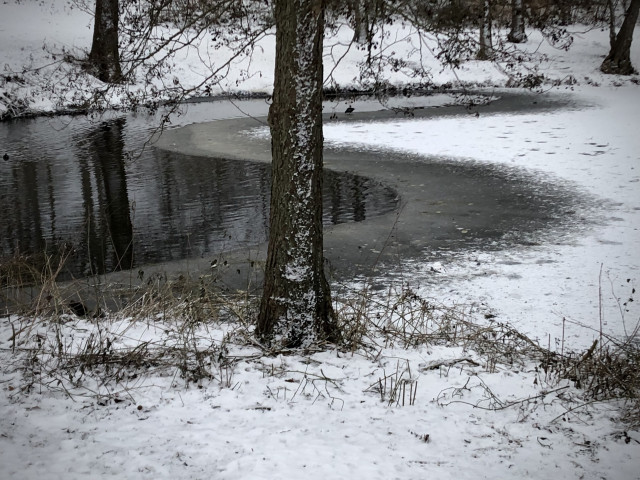 Am Rand eines Teiches dunkle offene Fläche mit wellenförmigen Rand. Spiegelung der Bäume von gegeüber. Ein dunkler Stamm im Vordergrund, einer links versetzt gegenüber.