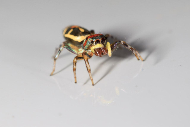A tiny spider with iridescent head in a lovely peacock green with radish stripes. The back end of it is black with yellow and red patterning.