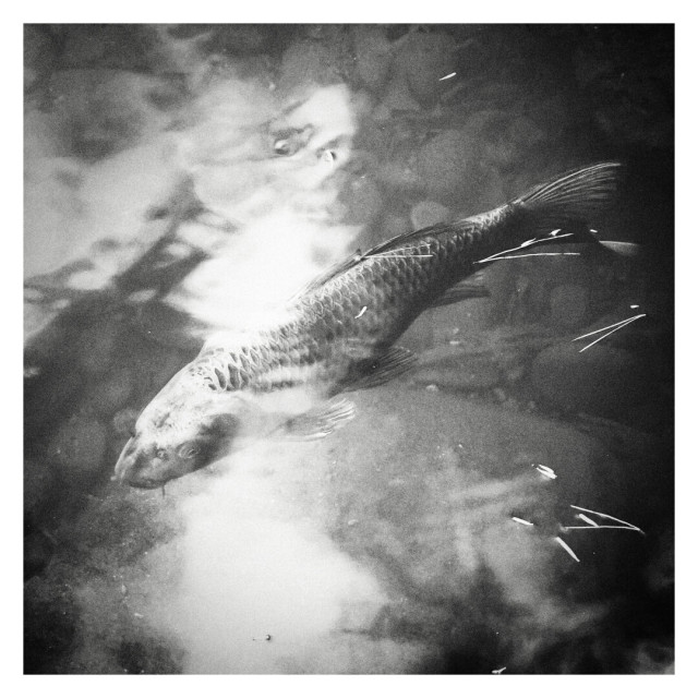 Monochrome photo of large coy fish.
