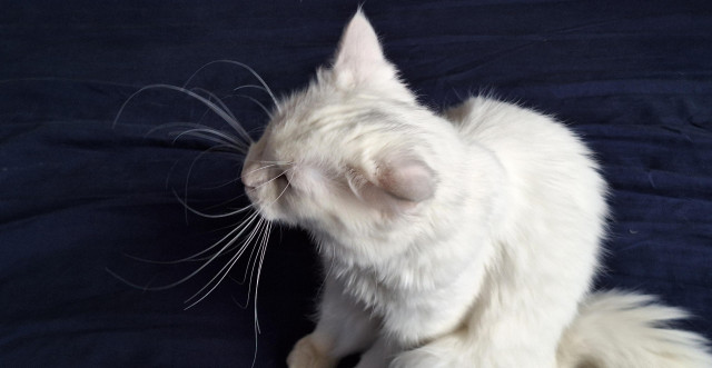 White cat on blue sheet, long whiskers extending almost like antennae