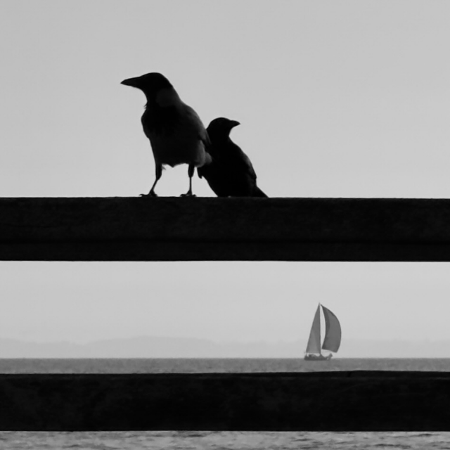 Monochrome Aufnahme mit zwei Krähen, die auf dem oberen von zwei waagerechten Balken sitzen, welche ein kleines Segelboot mit vom Wind geblähten Segeln einrahmen, das auf dem Horizont entlang des Meer zu befahren scheint. 
