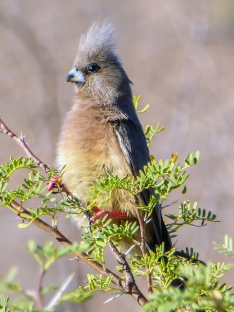 Image description: A profile view of a small bird with a long, tapering tail (not pictured) perched on a thorny, green-leafed branch. The bird features a prominent, wispy grey crest, a soft brownish-grey body, and a striking pale blue beak with a black tip. Its most distinctive features are its bright pinkish-red legs and feet, which are gripping the branch. The background is a soft, out-of-focus beige, suggesting a dry or desert-like environment. 

Clue: "Look for the tell-tale combination of a stiff grey crest and vivid red legs, often found scurrying through the scrub of Southern Africa like a feathered rodent."

Fun fact: These birds are named not just for their colour, but for their behavior! They are incredibly social and have a habit of crawling through bushes and hanging at odd angles, looking more like small, scurrying mice than birds.

Source: Gemini 3 (Edited)

📷: Photo by SolaGratia via Pixabay 
https://pixabay.com/users/solagratia-1146990/
