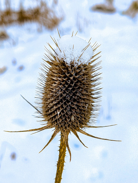 A dried teasel in its "skeleton" winter state. Snow has gathered on the top of the seed head.

The image features a sharp contrast between the warm, earthy ochre of the dried plant and the cool, bright white and blue tones of the snowy background.