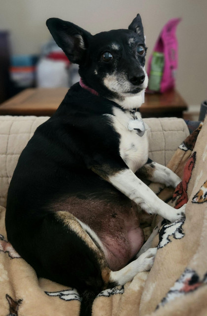 Cute rescue dog sitting like a person. She must keep an eye on the neighborhood.