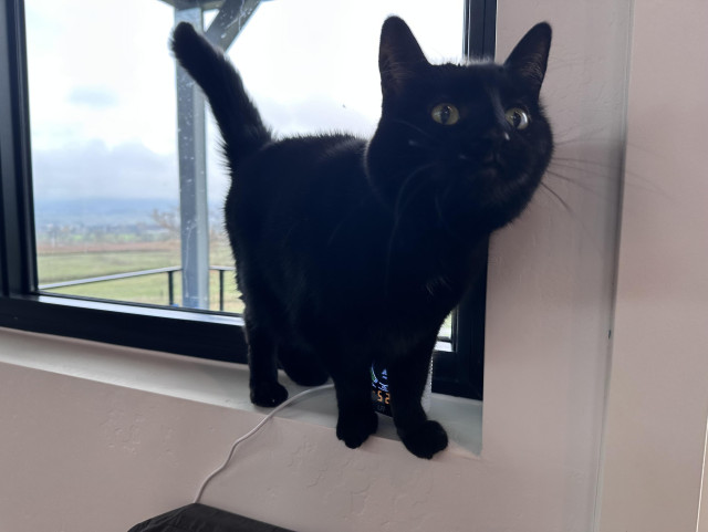 Minna, a smol void baby (aka a black cat), standing on the windowsill and looking cute.