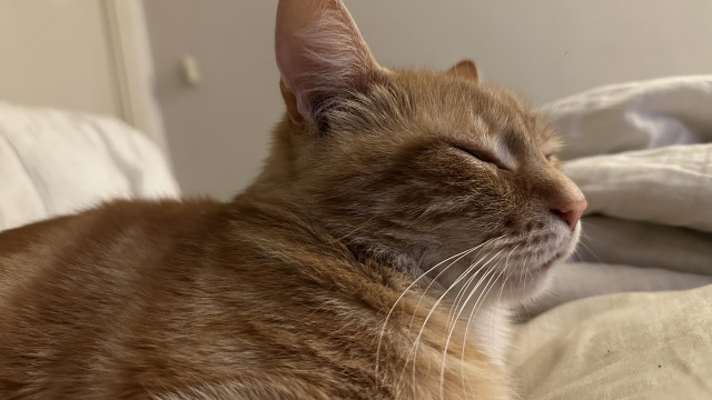 Washy the cat on a blanket