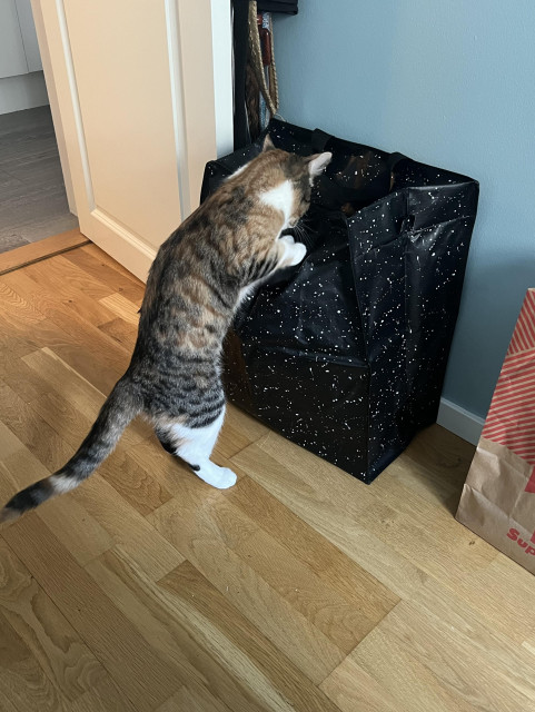 Skölpaddsfärgad katt står på bakbenen och funderar på hur hon kan bryta sig in en svart kasse med vitprickigt rymdmotiv och dragkedja.