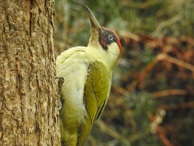 Männlicher Grünspecht, eher ein kleines Exemplar, dafür aber dick aufgeplustert, am Stamm des Glockenbaums. Er verharrte so eine ganze Weile als müsse er sich von der anstrengenden Arbeit im Garten ausruhen. Sein Blick ist nach oben gerichtet. 