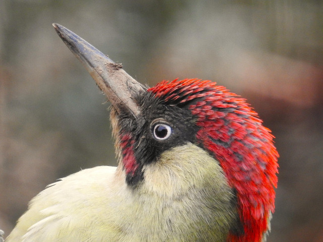 Nahaufnahme des Grünspechtkopfes von der linken Seite. Die Kopffedern sind ein wenig aufgestellt, am Schnabel ist etwas Gartenerde zu sehen.