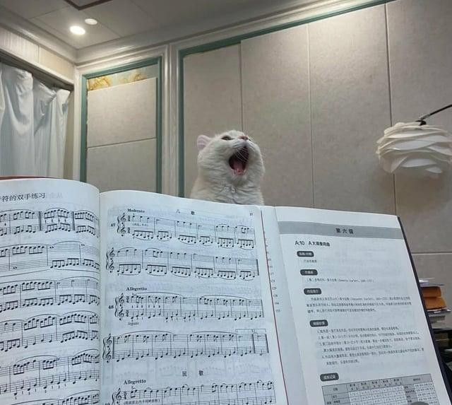 A photo of a book of complex music, wide open. Behind it is a white cat, mouth open as if singing a huge operatic note ... but in reality probably yawning!