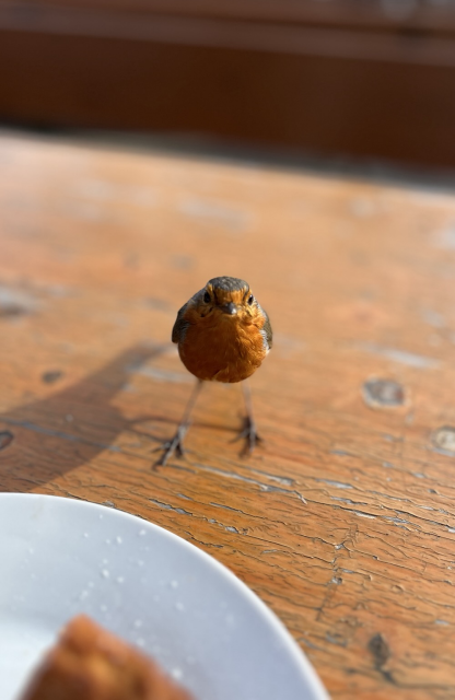 A robin righfully demands their share of my cheesecake.