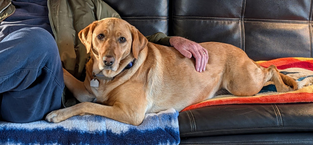 Golden lab is lying on a sofa covered with blankets. She is resting her paw on the man sitting next to her. He is resting his hand on her back.