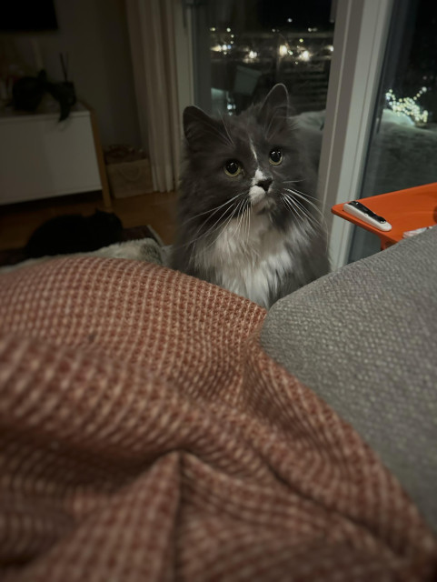En mycket söt grå och vit katt sitter i en soffa bredvid sin människa med ytterst fokuserad blick och tigger.